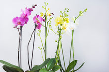 Afbeelding in Gallery-weergave laden, Phalaenopsis orchidee met pot