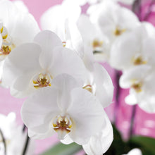 Afbeelding in Gallery-weergave laden, Phalaenopsis orchidee met pot