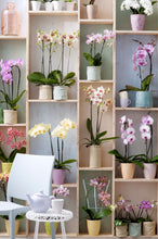 Afbeelding in Gallery-weergave laden, Phalaenopsis orchidee met pot
