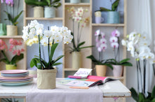 Afbeelding in Gallery-weergave laden, Phalaenopsis orchidee met pot